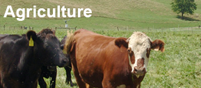 Icon for the agriculture sector: image of a cow.
