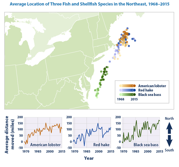 Map showing American lobster, Red hake, black sea bass migration up the East coast based on climate change influencesSince the late 1960s, the three species have moved northward by an average of 119 miles.