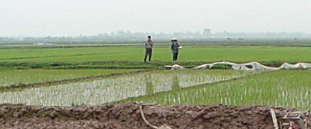 Farmers working in a rice paddy.