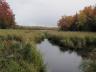 wetland in northern Wisconsin