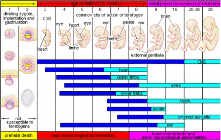 Fetal Development Timeline Chart