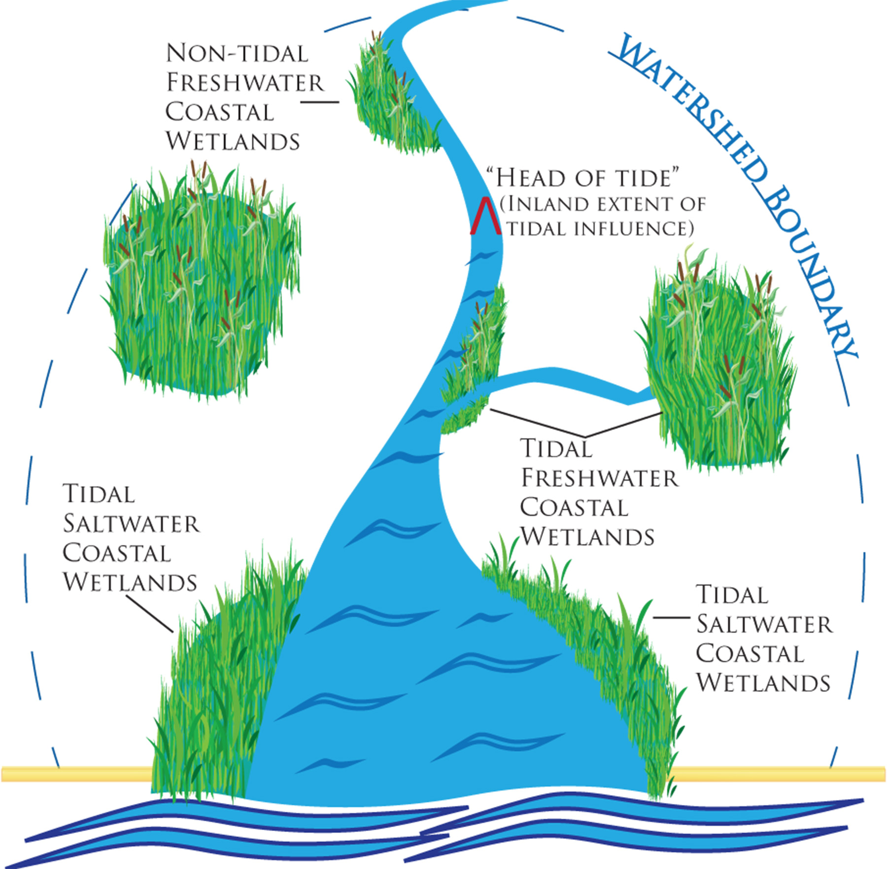 Coastal Wetlands Wetlands Protection and Restoration US EPA