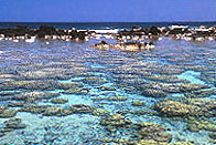 Hawai'ian Coastal Reef