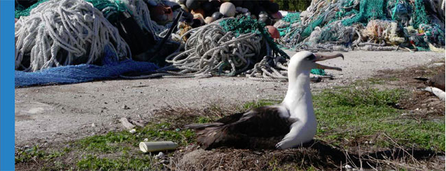 An albatross nesting in front of piles of marine debris including fishing nets and plastic bottles.