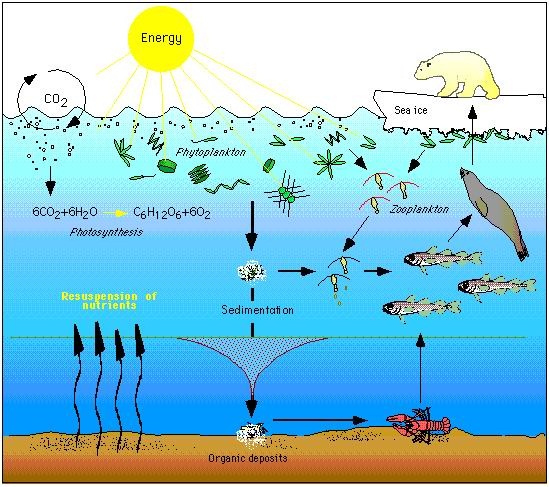 Freshwater ecosystems in the Arctic