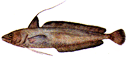 Illustration of a Red hake