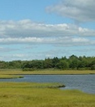 coastal marsh