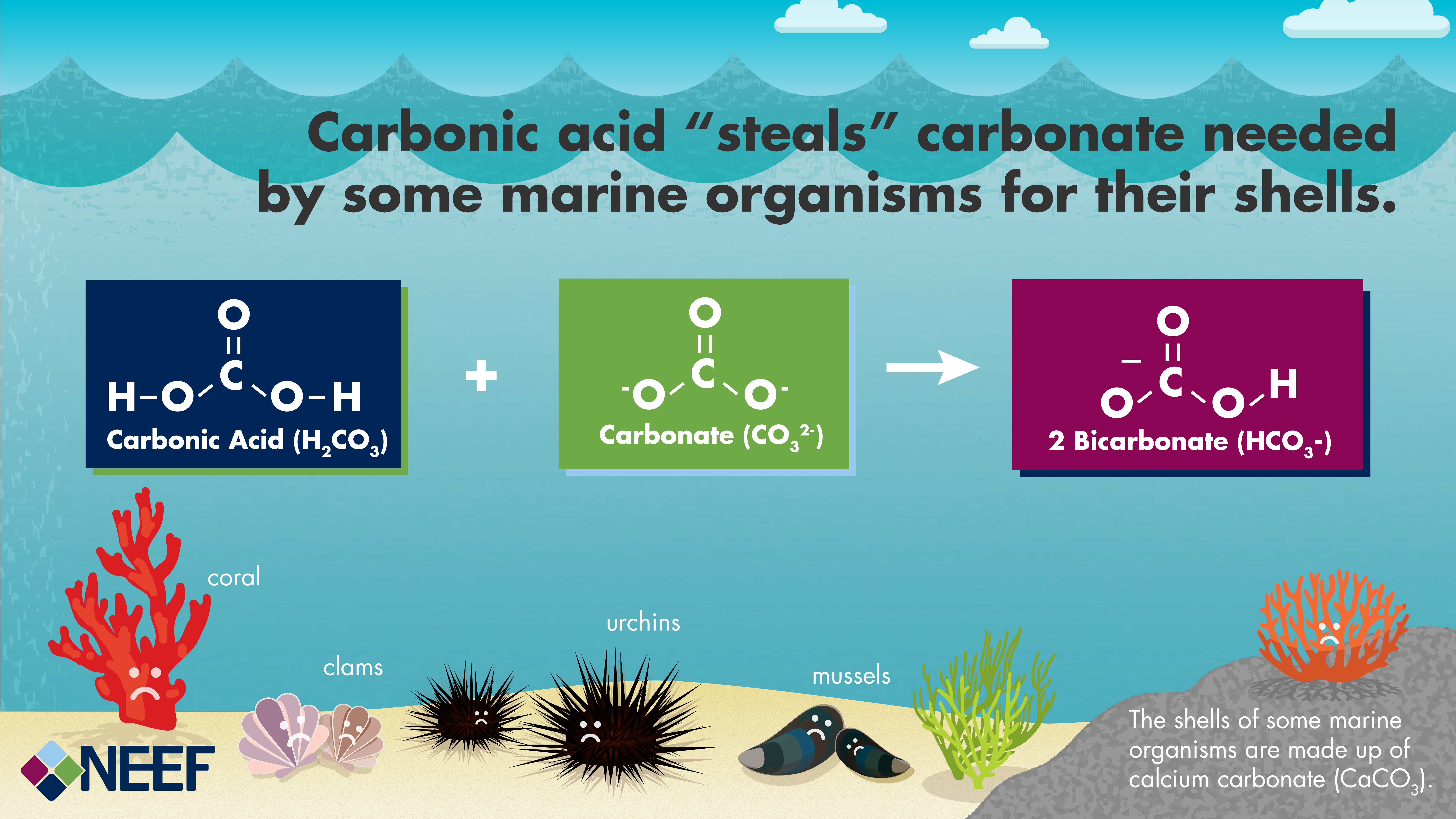 Understanding the Science of Ocean and Coastal Acidification | Ocean