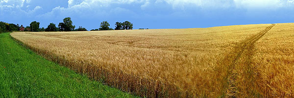 Iowa wheatfield