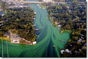 Aerial view of algal polluted river