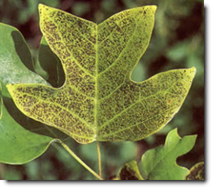 Ozone air pollution has reduced growth and damaged foliage of the tulip poplar