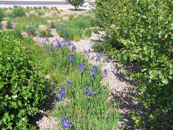 Iris in bioretention pond in Fort Carson, Colorado