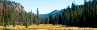 image of evergreen forest