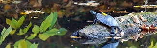 A turtle sitting on a log in a stream