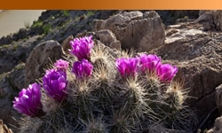 Purple flowers on cactus plant