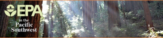 Light shinging through redwood trees