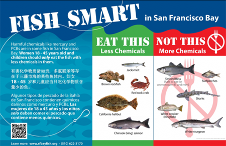 Fish Smart San Francisco Bay: Harmful chemicals like mercury and PCBs are in some fish in San Francisco Bay.