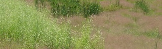 Image showing natural plants on a remediated site