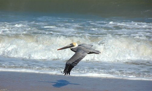 Pelican flying low over a sandy beach with wave breaking in background