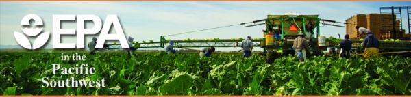 Farmworkers in a field harvesting cauliflower