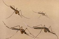 Illustration of four mosquitos