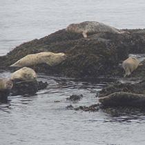 Photo of harbor seals in Salish Sea