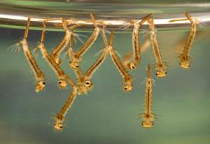 Mosquito Larvae in Water