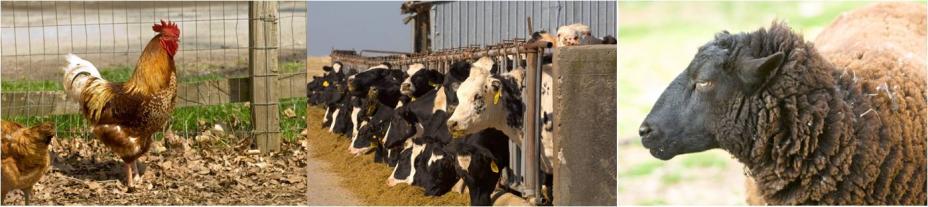 Photo of chickens, cattle and sheep