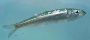Photo of a Pacific herring