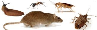 Rat and several types of bugs