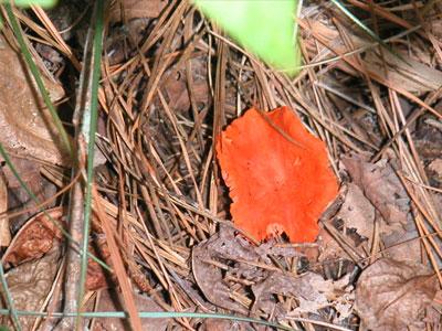 orange colored mushroom