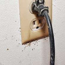 Bed bugs around an electrical outlet