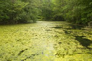 wooded stream covered in algae