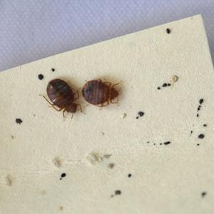 Two adult bed bugs in a petri dish - Photo Credit: Kim Jung
