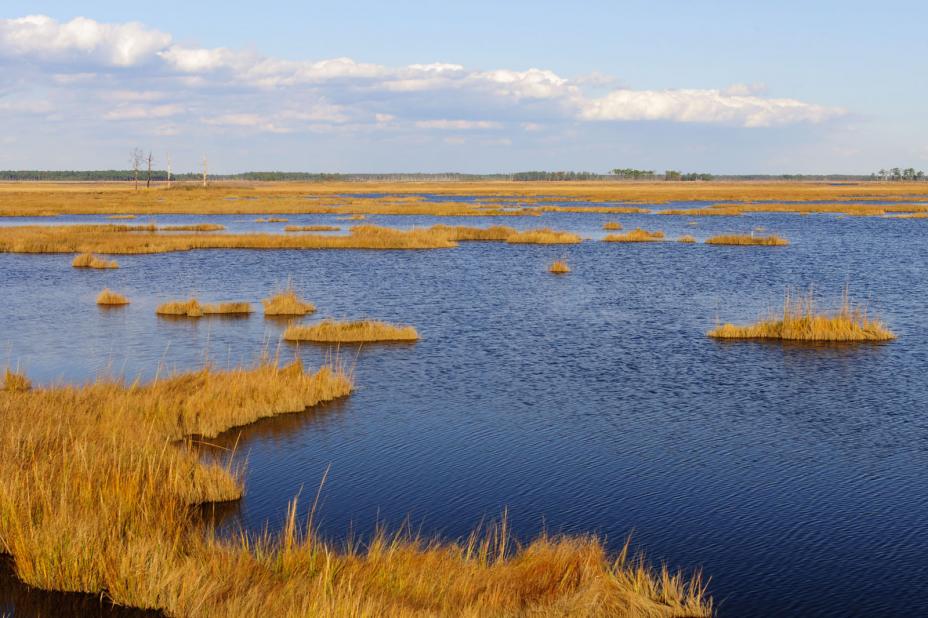 Picture of a Wetland