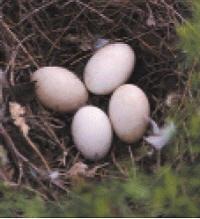 eggs in bird nest