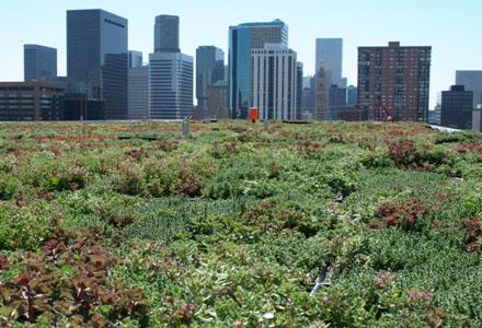 Green Roof with city background