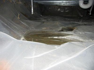 Pooled water under plastic sheeting used in crawlspace