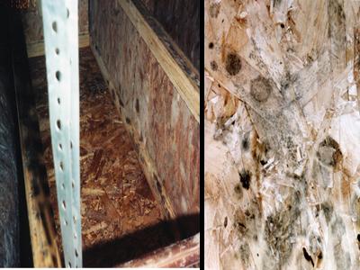 Mold growing on oriented strand board used for structural wood floor in crawl space.
