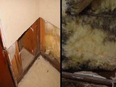 Looking for mold in wall cavities by removing a section of drywall.