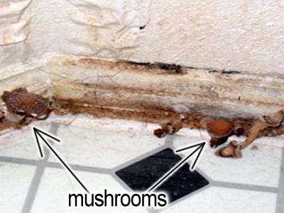 Mushrooms growing at the base of and behind the baseboard below a water leak in a bathroom.