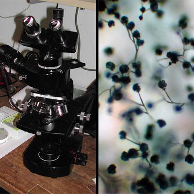 Bulk samples can be examined using reflective light microscopes