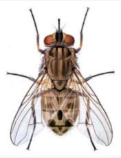 Image of a House Fly