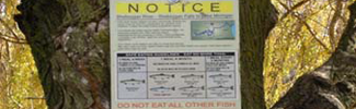 Photo of a Fish Consumption Notice on a tree