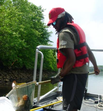 Man collecting fish for a fish tissue study