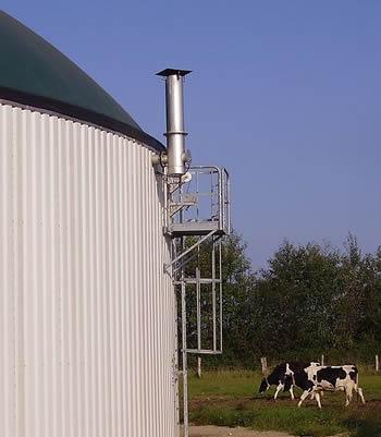 Photo of cows standing next to an anaerobic digester
