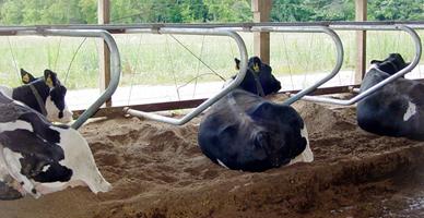 Photo of cows on separated solids bedding