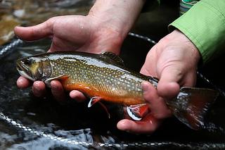 Brook Trout in Pendleton County WV