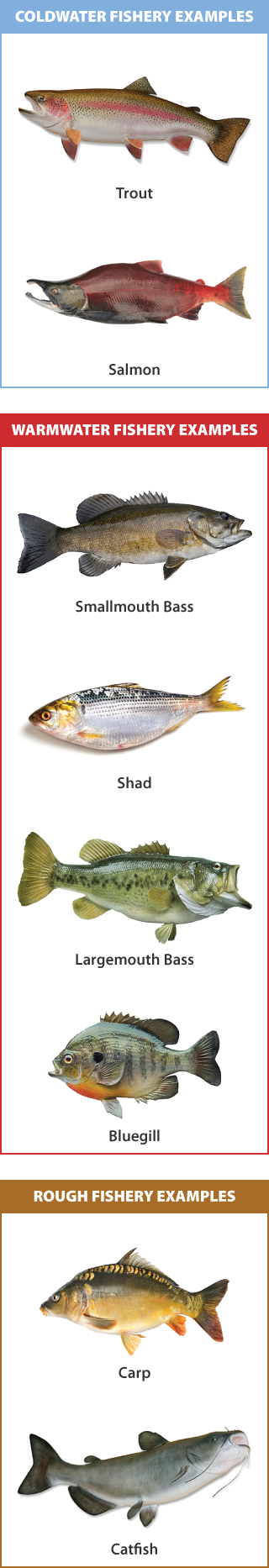 Infographic showing photos of different fish that live in coldwater, warmwater, and rough fisheries. Coldwater fish include trout and salmon; warmwater fish include smallmouth bass, shad, largemouth bass, and bluegilll; and rough fish include carp and catfish.