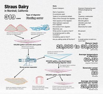 Straus Dairy Infographic